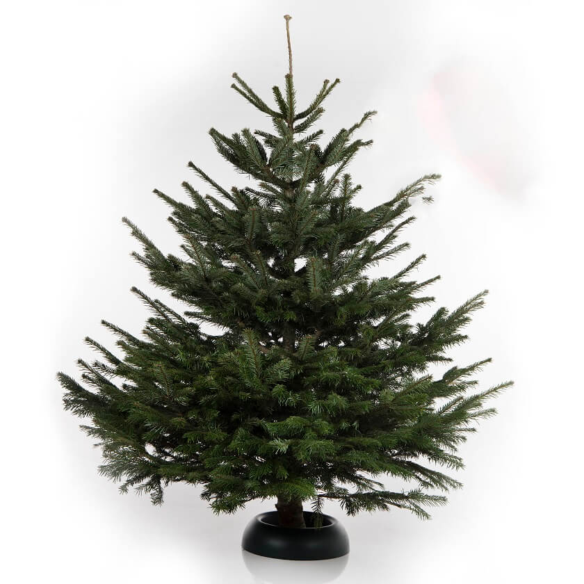 Gratis bezorging Nordmann kerstboom