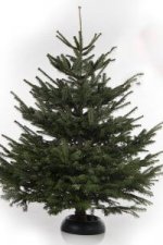 Nordmann-kerstboom-bestellen
