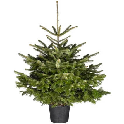 Gratis bezorging kerstboom met kluit in pot