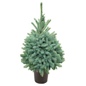 picea-pungens-in-pot